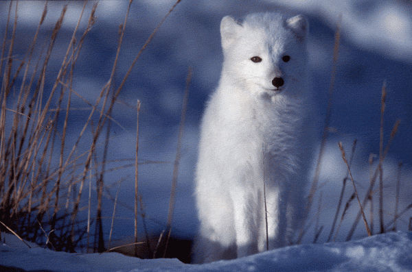 renard blanc